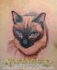 Cat from Watercolor blue eyes