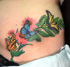 butterflies_olive_branch_daisies.JPG